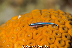 Shark nosed goby.  105 with SubSea 5X. by Patrick Reardon 